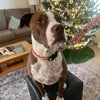 BGSU Pet Collar