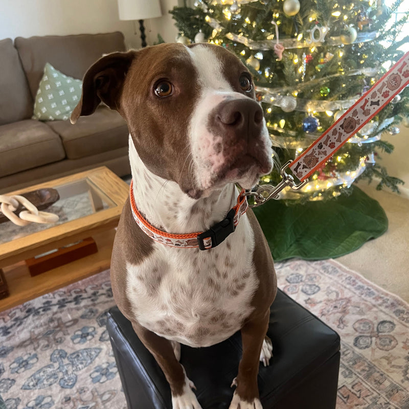 BGSU Pet Collar