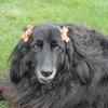 All Star Dog BGSU Hair Bow
