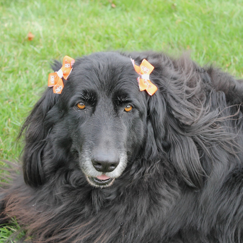 All Star Dog BGSU Hair Bow
