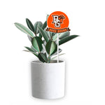 BGSU Bound Flag Pop