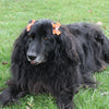 All Star Dog BGSU Hair Bow